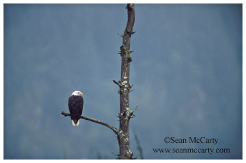Bald eagle in tree, Denali National Park, Alaska